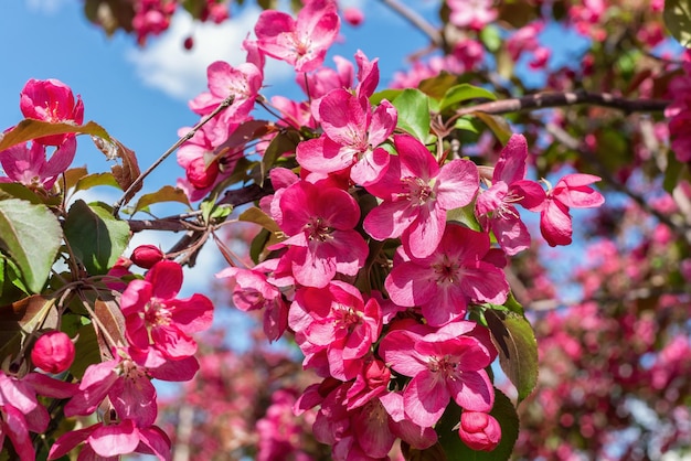 Floraison rose d'un pommier d'ornement