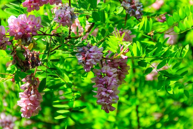 Floraison rose Robinia hispida connue sous le nom de criquet hérissé roseacacia ou criquet mousse