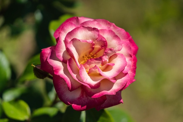 Floraison rose rouge dans le jardin d'été coup de lumière naturelle