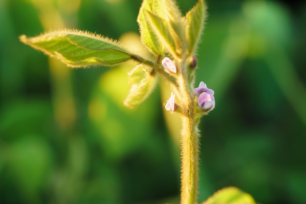 Floraison de soja en été