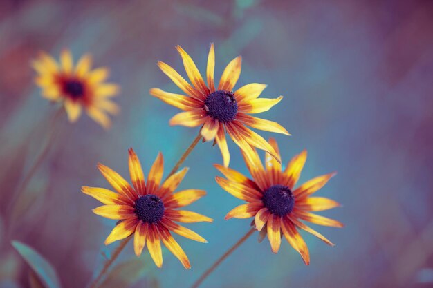 Floraison Vintage Rudbeckia hirta Blackeyed Susan fleurs dans le jardin en été Nature background