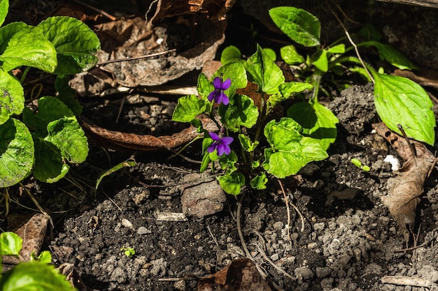 Floraison violette dans le jardin Printemps saisonnier de plantes en croissance Fond de concept de jardinage