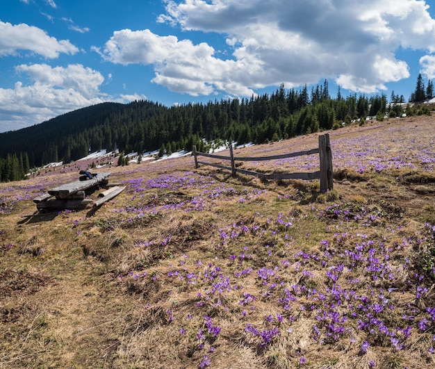 Floraison violette pourpre Crocus heuffelianus Crocus vernus fleurs alpines au printemps plateau de montagne des Carpates Ukraine