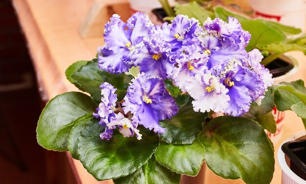 Floraison de violettes africaines bleu-blanc bouclées sur le plateau. Saintpaulia