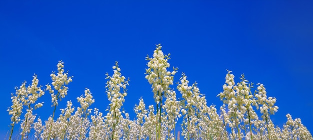 Floraison Yucca filamentosa contre le ciel bleu Flower nature background Bannière horizontale