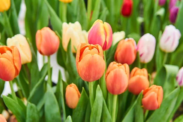 Floral background - culture de tulipes orange