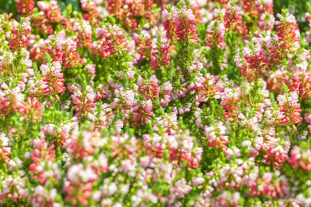 Floral fond de petites cloches en fleurs de couleur rose et violet.