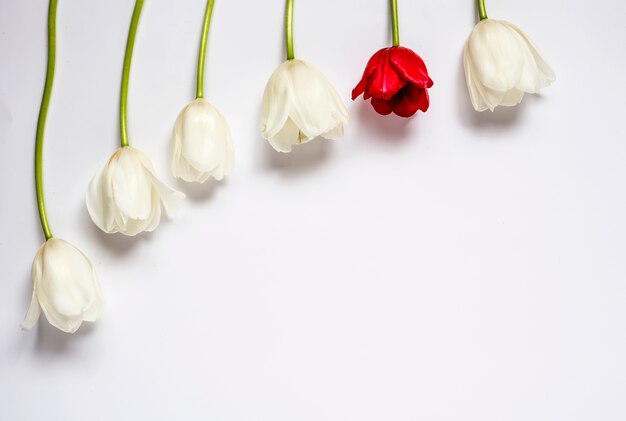 Floral fond avec des tulipes rouges et blanches et des marguerites