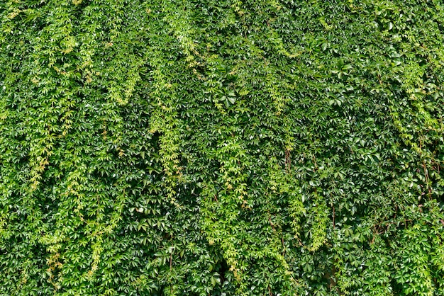 Floral fond de verdure