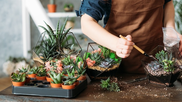 Florarium de bricolage. Idée d'entreprise de femme au foyer. Photo recadrée d'une femme plantant et faisant pousser des plantes succulentes à la maison.