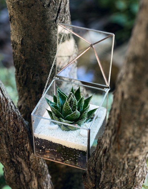 Florarium en verre avec plante succulente verte à l'intérieur