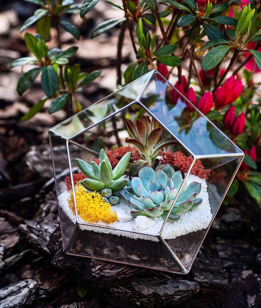 Florarium en verre avec des plantes succulentes à l'intérieur dans le jardin