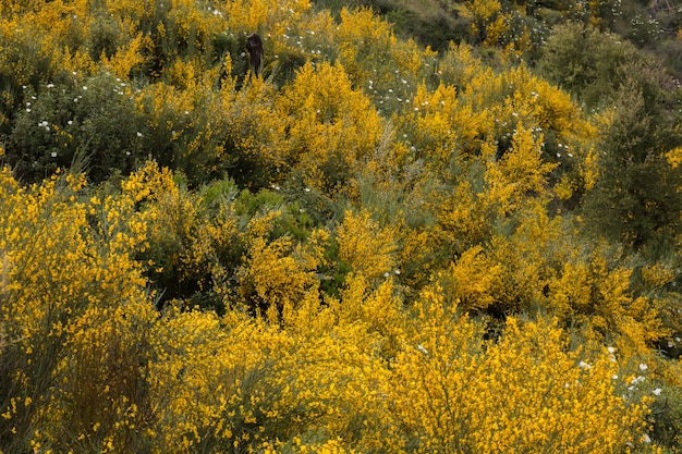 Flore du printemps Algarve