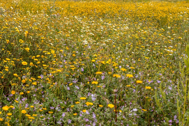 Photo flore du printemps algarve