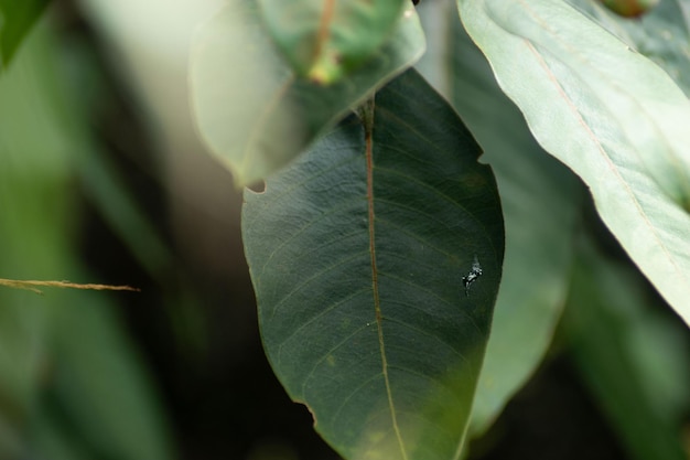 flore et faune à Antioquia en Colombie