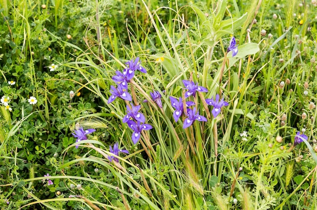 Flore de la Grèce Un printemps rare iris Moraea sisyrinchium pousse sur un pré libre sur une journée ensoleillée