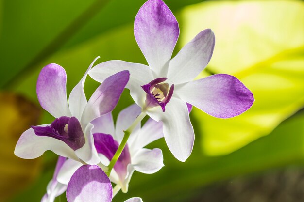 Flore indigène d&#39;une orchidée tropicale