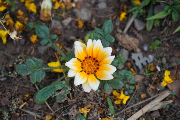 flore jaune et blanche dans le jardin