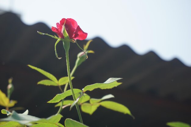 la flore de la montagne de Tara