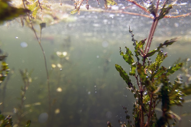 Flore sous-marine. Plantes sous-marines rivières, lacs, étang.