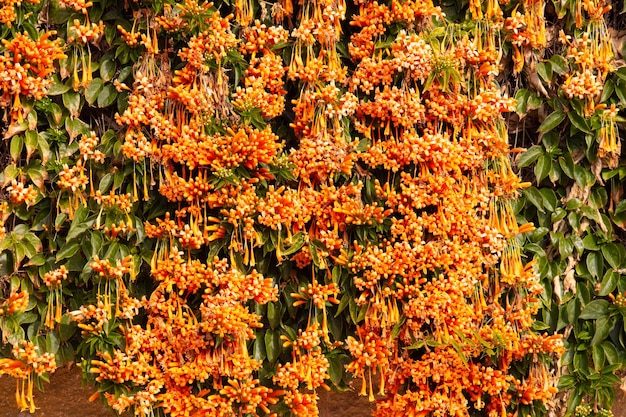 Photo flores de planta trepadora pyrostegia venusta ou bignonia de invierno