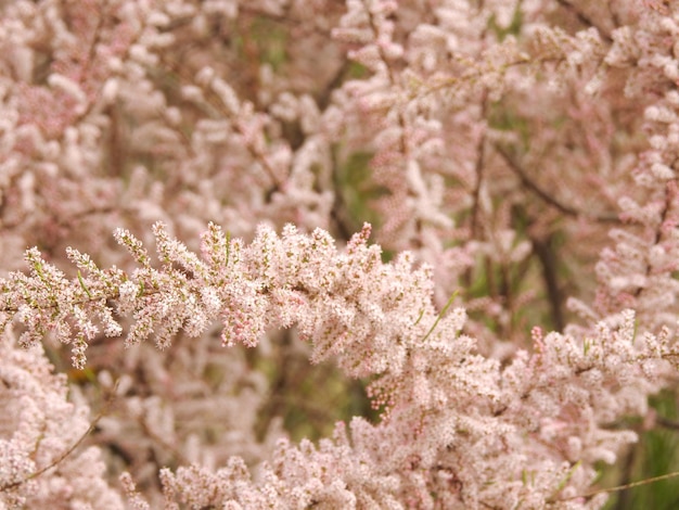 Photo flores de primavera