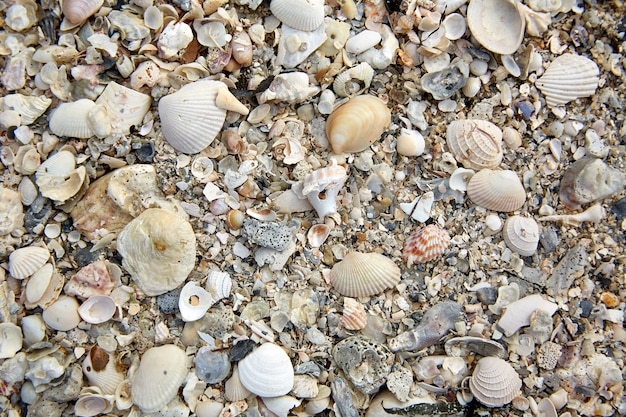 Floride, plage, coquilles mer, île, sable, US