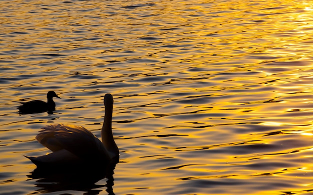 Flottant au lever du soleil un cygne, cygne au printemps dans les rayons dorés au lever ou au coucher du soleil, printemps sur le lac avec un cygne solitaire, gros plan