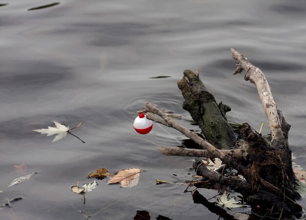 Flotteur de pêche Bobber perdu sur une souche