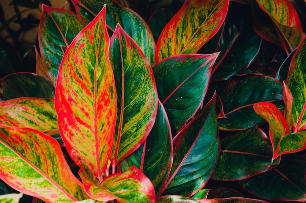 Flou abstrait des feuilles rouges à l'état frais