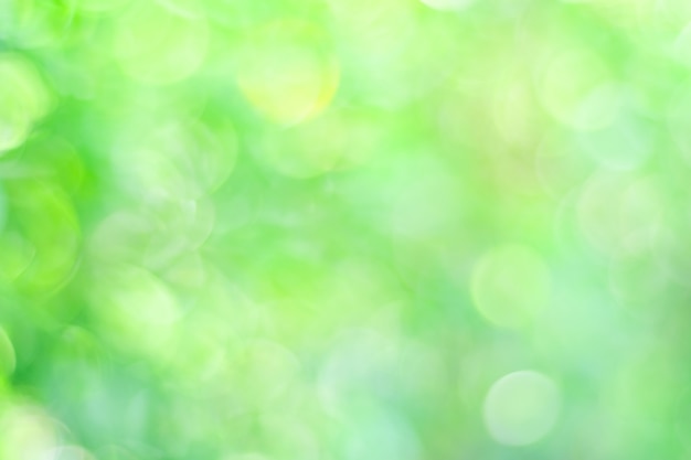 Flou arbre vert avec fond clair bokeh