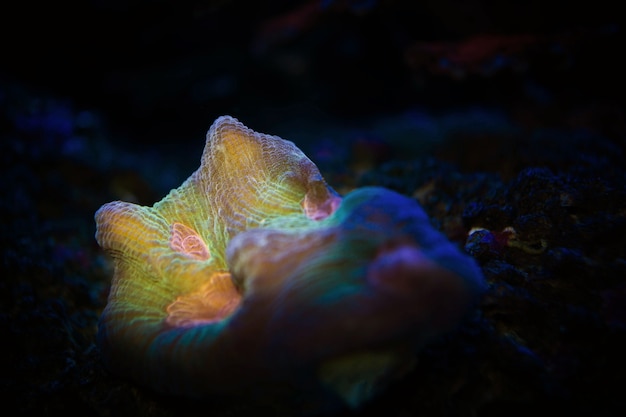 flou arc-en-ciel Pectinia corail dans le réservoir d&#39;aquarium lumière bleu foncé