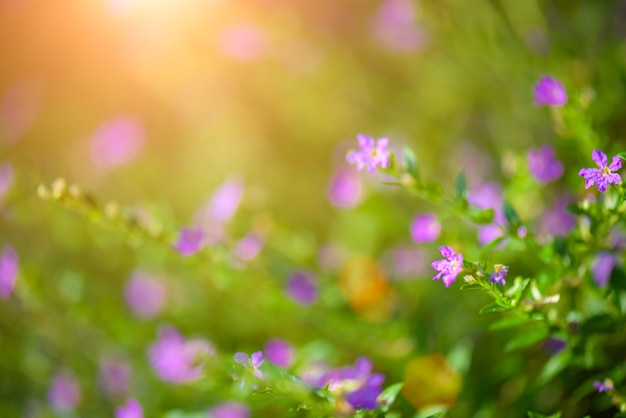 Flou artistique belle fleur pourpre Cuphea hyssopifolia