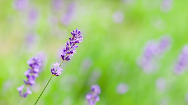 Flou artistique sur les bourgeons de lavande dans le jardin d'été. Fond de fleur