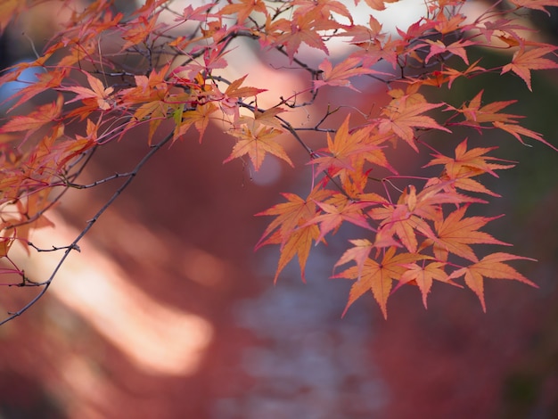 flou artistique de feuilles d&#39;érable rouge