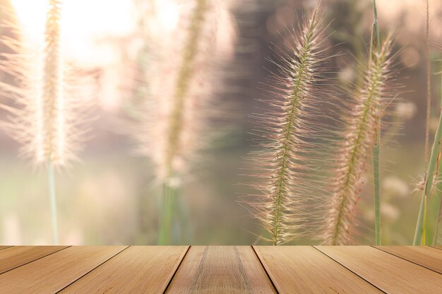 Photo flou artistique de la fleur de prairie avec des rayons de soleil, fond floral.