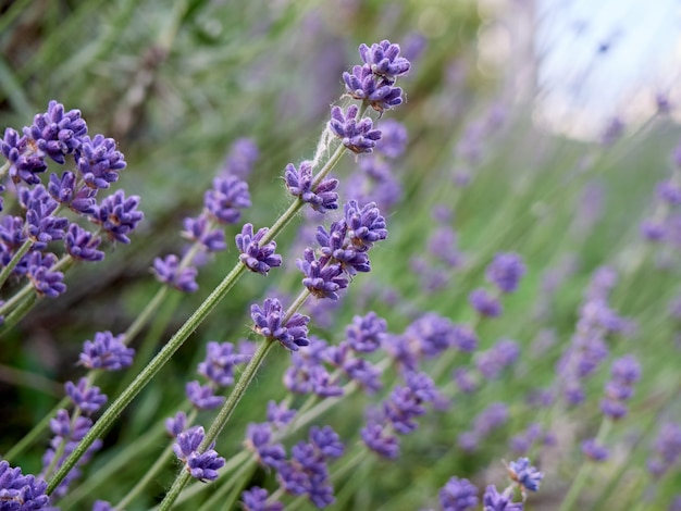 Flou artistique sur les fleurs de lavande.