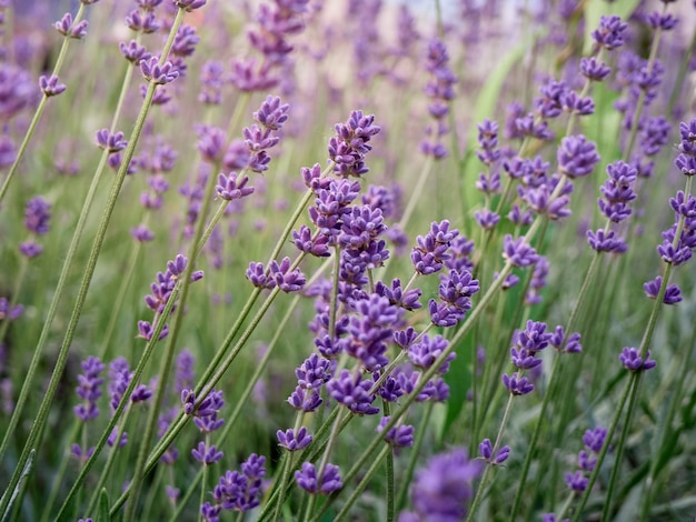 Flou artistique sur les fleurs de lavande.