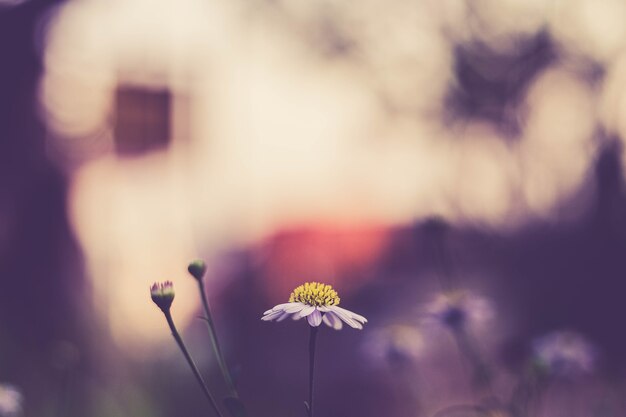 Flou artistique de fleurs de marguerite blanche