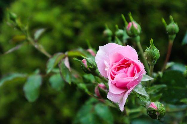 Flou artistique sur l'ouverture de la rose rose Bonica avec des bourgeons et des gouttes de rosée dans le jardin. Parfait pour l'arrière-plan des cartes de vœux pour l'anniversaire, la Saint-Valentin et la fête des mères