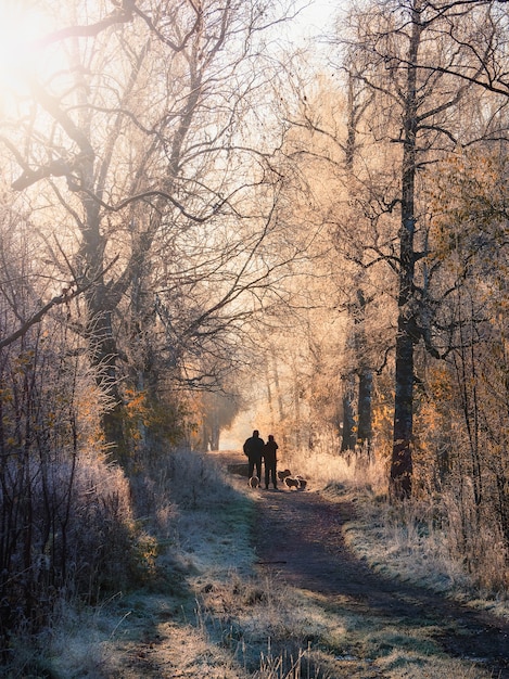 Flou Artistique. Paysage D'hiver Atmosphérique Avec Un Chemin Brumeux Ensoleillé, Des Arbres Couverts De Givre Et La Silhouette D'un Homme Marchant Une Meute De Chiens. Vue Verticale.