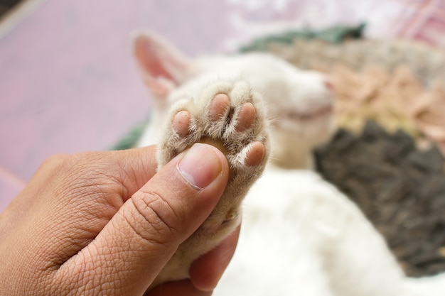 Flou artistique Pieds de chat.