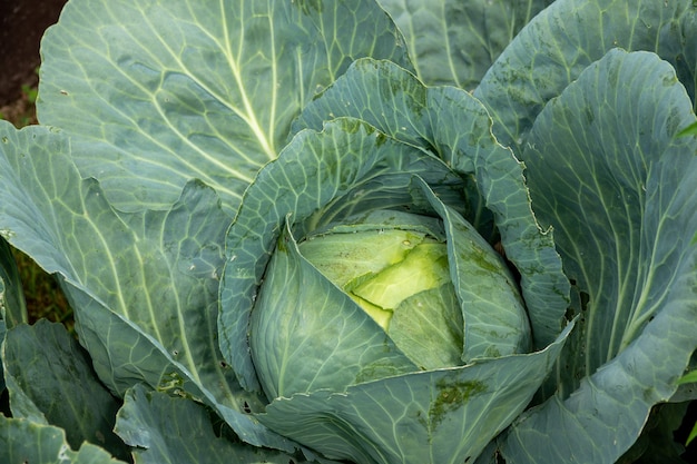 Flou de Big chou dans le jardin en été