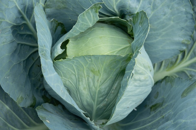 Flou de Big chou dans le jardin en été