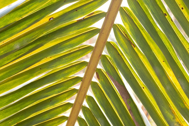 Flou un cocotier feuilles pour fond naturel