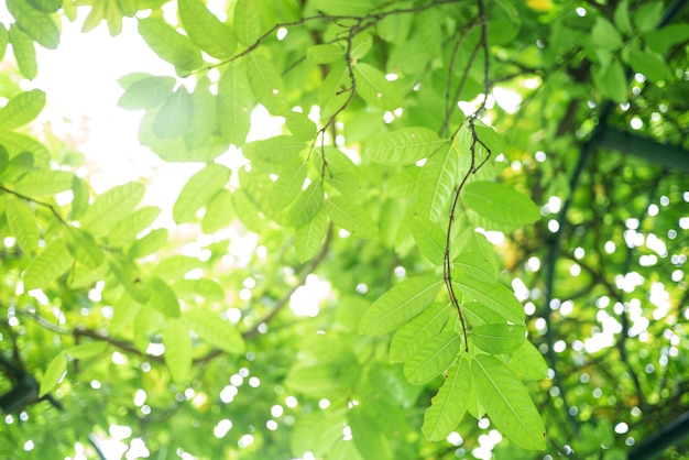 Flou de feuille verte avec gros plan en vue de la nature sur fond de verdure floue