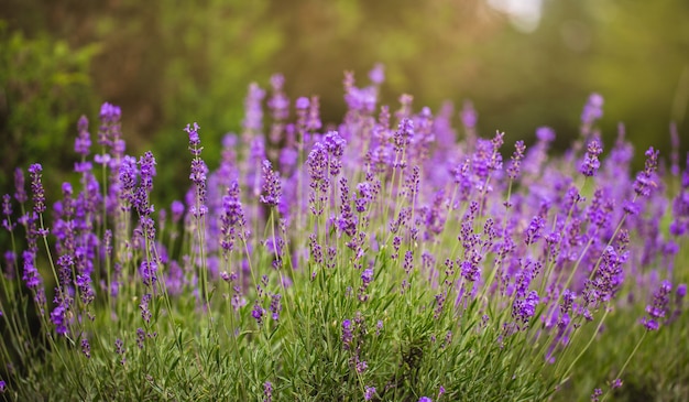 Flou sur la fleur de lavande, belle fleur de lavande