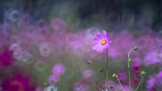 Flou des fleurs de cosmos qui fleurit dans le jardin