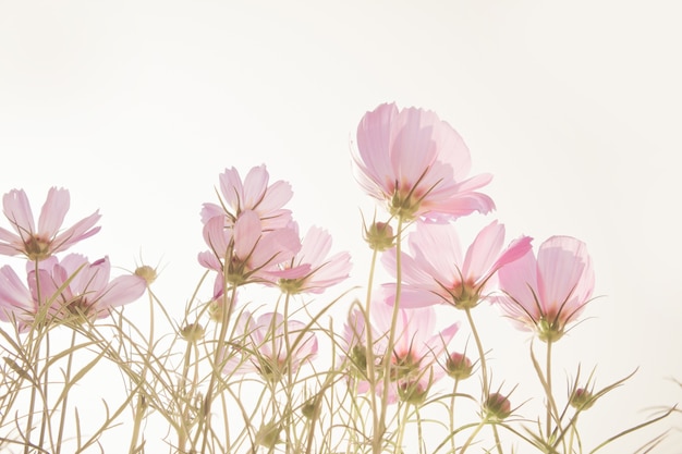 Photo flou des fleurs du cosmos