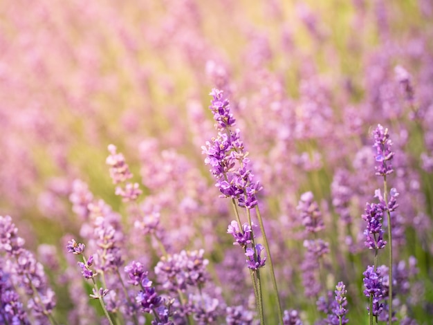 Flou sur les fleurs de lavande dans le jardin fleuri.